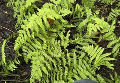 Thelypteris palustris