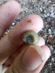 Planorbella trivolvis