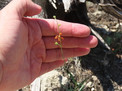 Galphimia angustifolia