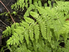 Thelypteris palustris