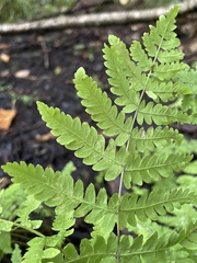 Thelypteris palustris