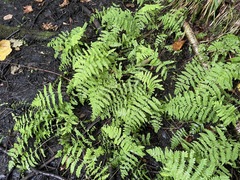 Thelypteris palustris