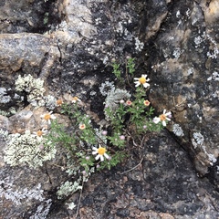 Perityle coronopifolia