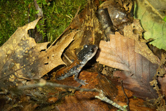 Plethodon yonahlossee