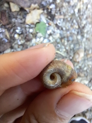 Planorbella trivolvis