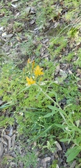 Echeandia flavescens