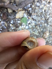 Planorbella trivolvis