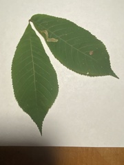 Cameraria caryaefoliella