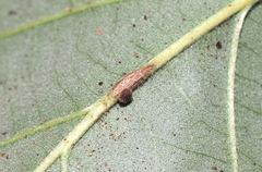 Andricus nigricens