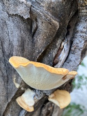 Polyporus mcmurphyi