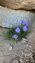 Polemonium eximium