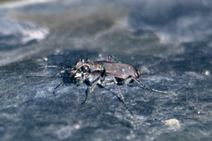 Cicindela duodecimguttata