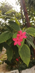 Jatropha integerrima