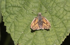 Ochlodes sylvanoides