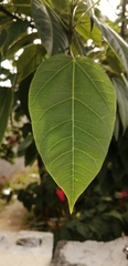 Jatropha integerrima