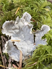 Peltigera membranacea