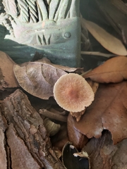 Gymnopus brassicolens