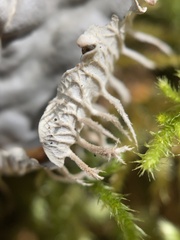 Peltigera membranacea