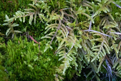 Pleurozium schreberi