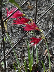 Zephyranthes bifida