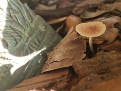 Gymnopus brassicolens