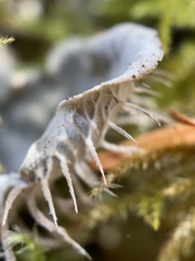 Peltigera membranacea