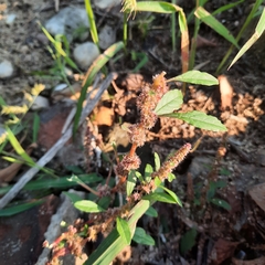 Amaranthus tuberculatus