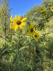 Helianthus giganteus