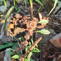 Amaranthus tuberculatus