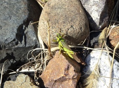 Ognevia longipennis