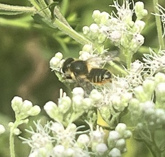 Megachile mendica
