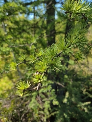 Larix decidua
