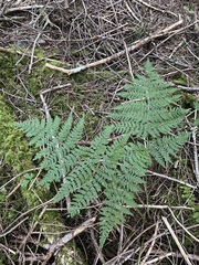 Dryopteris expansa