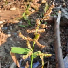 Echinochloa crus-galli