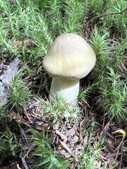 Cortinarius caperatus