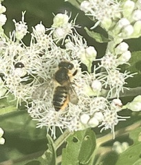Megachile mendica