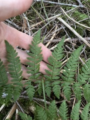 Dryopteris expansa