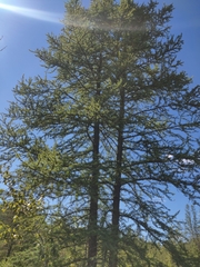 Larix decidua