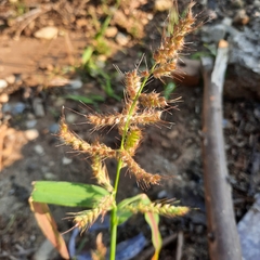 Echinochloa crus-galli