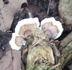 Gloeoporus dichrous