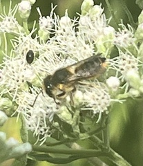 Megachile mendica