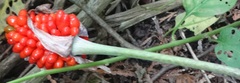 Arisaema triphyllum