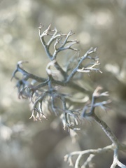 Cladonia portentosa