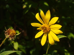 Helianthus giganteus