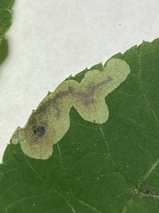 Cameraria caryaefoliella