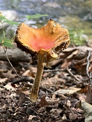 Amanita parcivolvata
