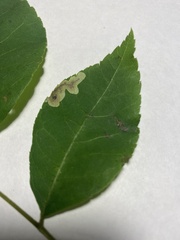Cameraria caryaefoliella