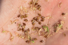 Schoenoplectus tabernaemontani