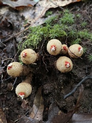 Calostoma ravenelii