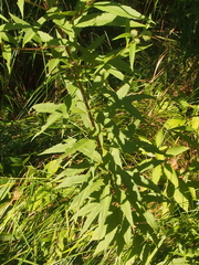 Helianthus giganteus